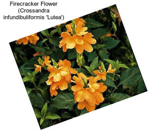 Firecracker Flower (Crossandra infundibuliformis \'Lutea\')