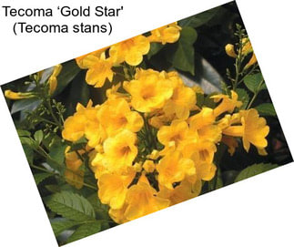 Tecoma ‘Gold Star\' (Tecoma stans)