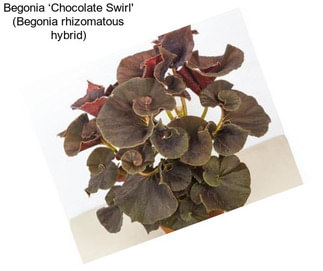 Begonia ‘Chocolate Swirl\' (Begonia rhizomatous hybrid)
