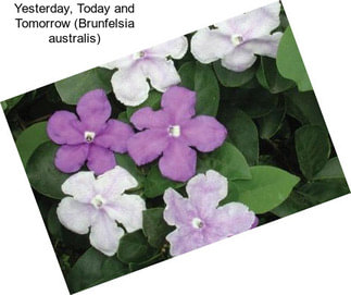 Yesterday, Today and Tomorrow (Brunfelsia australis)