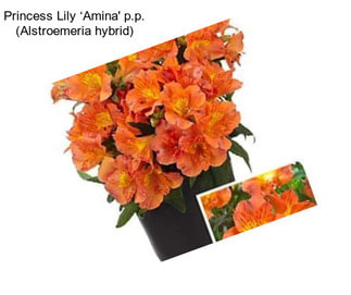 Princess Lily ‘Amina\' p.p. (Alstroemeria hybrid)