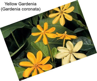 Yellow Gardenia (Gardenia coronata)