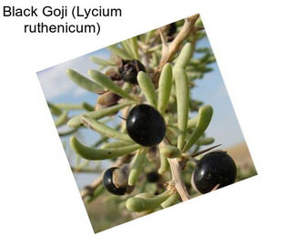 Black Goji (Lycium ruthenicum)