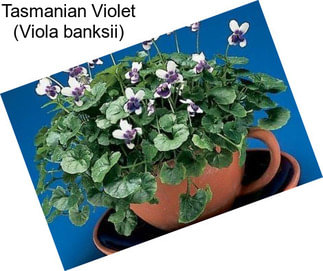 Tasmanian Violet (Viola banksii)