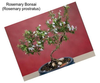 Rosemary Bonsai (Rosemary prostratus)