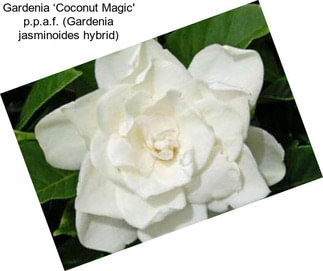 Gardenia ‘Coconut Magic\' p.p.a.f. (Gardenia jasminoides hybrid)
