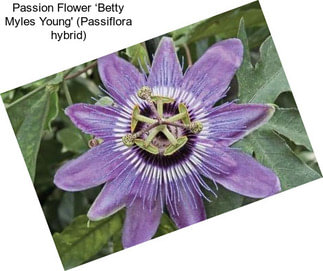 Passion Flower ‘Betty Myles Young\' (Passiflora hybrid)