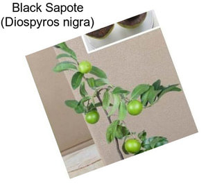 Black Sapote (Diospyros nigra)