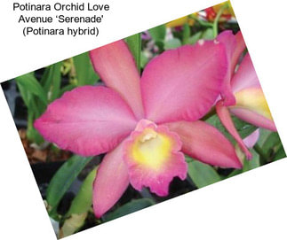 Potinara Orchid Love Avenue ‘Serenade\' (Potinara hybrid)