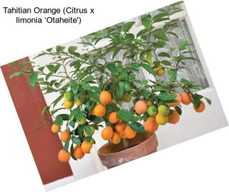 Tahitian Orange (Citrus x limonia ‘Otaheite\')