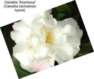 Camellia ‘Scentuous\' (Camellia lutchuensis hybrid)