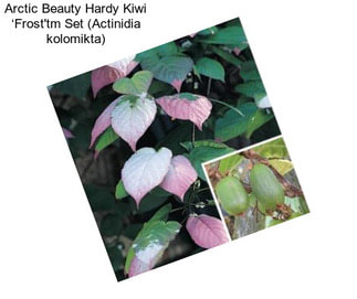 Arctic Beauty Hardy Kiwi ‘Frost\'tm Set (Actinidia kolomikta)