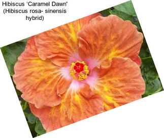 Hibiscus ‘Caramel Dawn\' (Hibiscus rosa- sinensis hybrid)