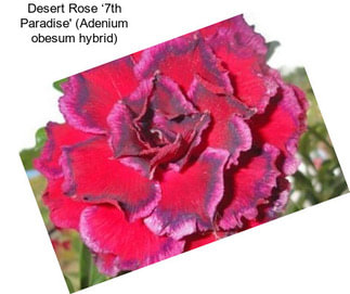 Desert Rose ‘7th Paradise\' (Adenium obesum hybrid)