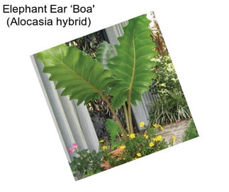 Elephant Ear ‘Boa\' (Alocasia hybrid)