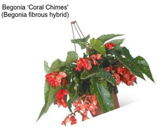 Begonia ‘Coral Chimes\' (Begonia fibrous hybrid)