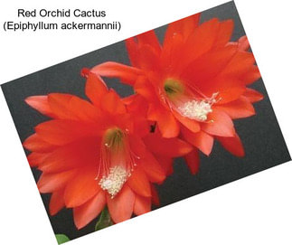Red Orchid Cactus (Epiphyllum ackermannii)