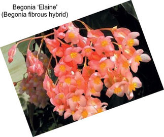 Begonia ‘Elaine\' (Begonia fibrous hybrid)
