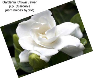 Gardenia \'Crown Jewel\' p.p. (Gardenia jasminoides hybrid)