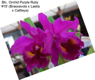 Blc. Orchid Purple Ruby ‘#15\' (Brassavola x Laelia x Cattleya)