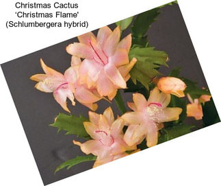 Christmas Cactus ‘Christmas Flame\' (Schlumbergera hybrid)