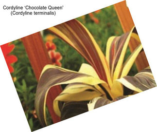 Cordyline ‘Chocolate Queen\' (Cordyline terminalis)
