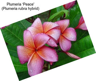 Plumeria ‘Peace\' (Plumeria rubra hybrid)