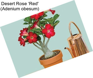 Desert Rose ‘Red\' (Adenium obesum)