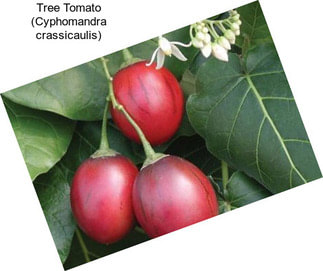 Tree Tomato (Cyphomandra crassicaulis)