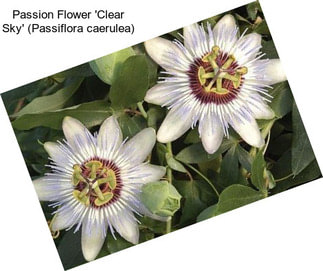 Passion Flower \'Clear Sky\' (Passiflora caerulea)