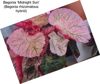 Begonia ‘Midnight Sun\' (Begonia rhizomatous hybrid)