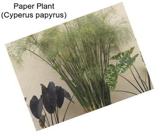 Paper Plant (Cyperus papyrus)