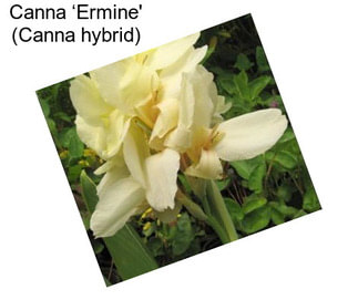 Canna ‘Ermine\' (Canna hybrid)