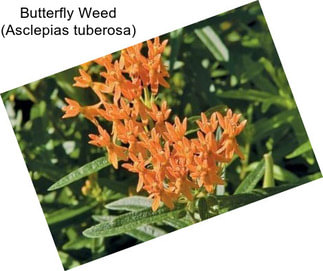 Butterfly Weed (Asclepias tuberosa)