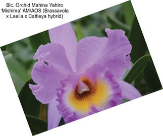 Blc. Orchid Mahina Yahiro ‘Mishima\' AM/AOS (Brassavola x Laelia x Cattleya hybrid)