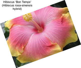 Hibiscus ‘Bon Temps\' (Hibiscus rosa-sinensis hybrid)