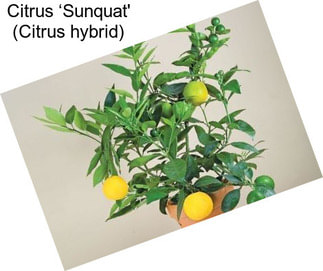 Citrus ‘Sunquat\' (Citrus hybrid)