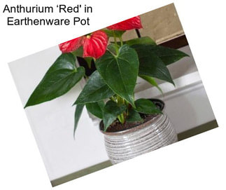 Anthurium ‘Red\' in Earthenware Pot