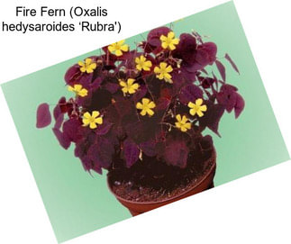 Fire Fern (Oxalis hedysaroides ‘Rubra\')