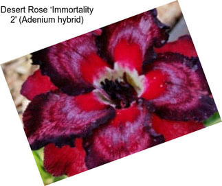 Desert Rose ‘Immortality 2\' (Adenium hybrid)