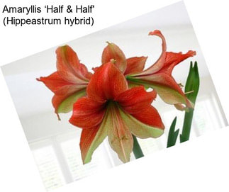 Amaryllis ‘Half & Half\' (Hippeastrum hybrid)