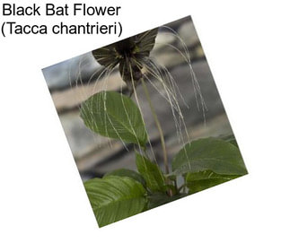 Black Bat Flower (Tacca chantrieri)