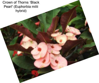 Crown of Thorns ‘Black Pearl\' (Euphorbia milii hybrid)