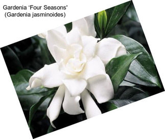 Gardenia ‘Four Seasons\' (Gardenia jasminoides)