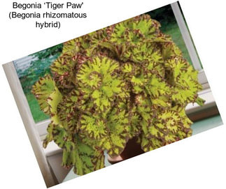 Begonia ‘Tiger Paw\' (Begonia rhizomatous hybrid)