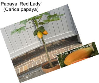 Papaya ‘Red Lady\' (Carica papaya)