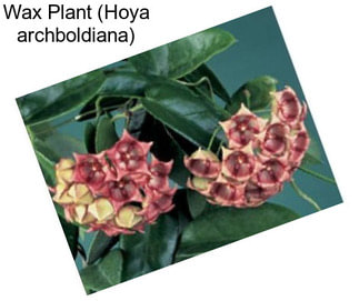 Wax Plant (Hoya archboldiana)