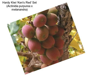 Hardy Kiwi ‘Ken\'s Red\' Set (Actinidia purpurea x melanandra)