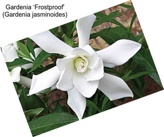 Gardenia ‘Frostproof\' (Gardenia jasminoides)