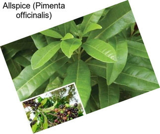 Allspice (Pimenta officinalis)